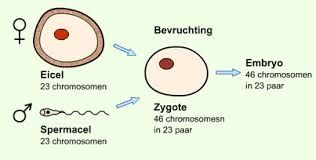 Evolutie En Erfelijkheid Wikiwijs Maken