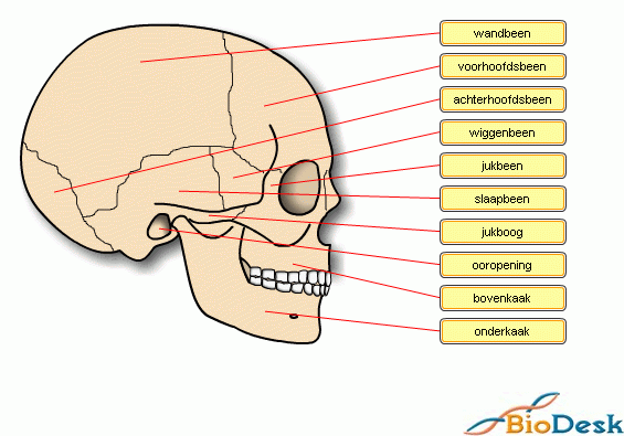 schedelbeenderen