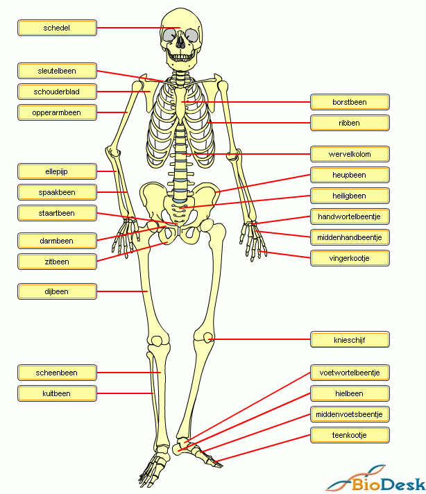 skelet met de namen van de beenderen