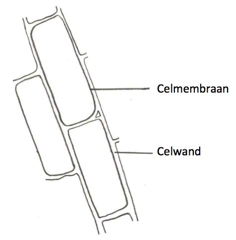 Planten Microscopie Wikiwijs Maken