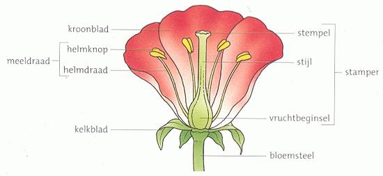 Afbeelding 1: De bouw van een bloem (schematisch)