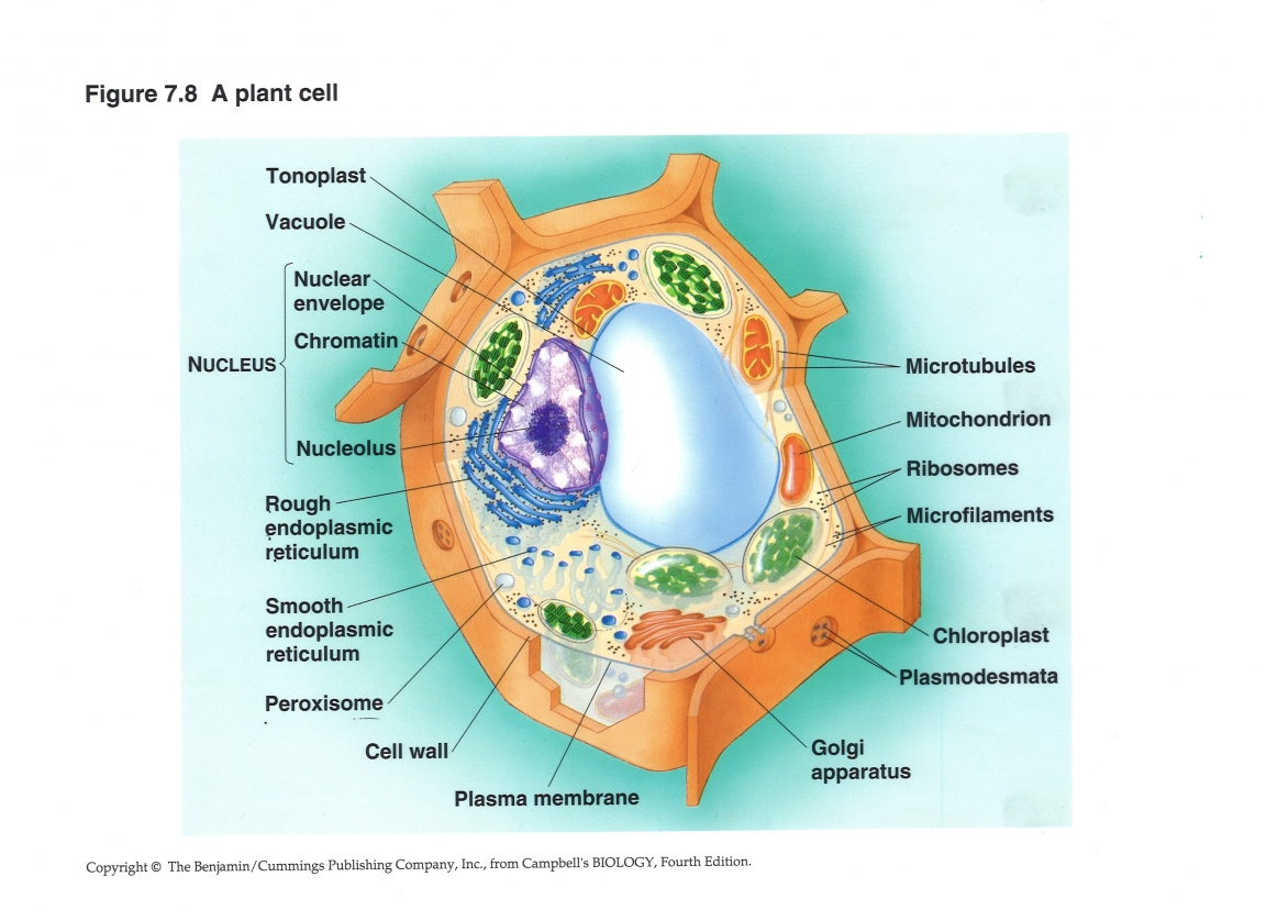 Наличие вакуолей растительная клетка. Вакуоль. Вакуоль растительной клетки. Вакуоль клетки рисунок. Тонопласт растительной клетки.