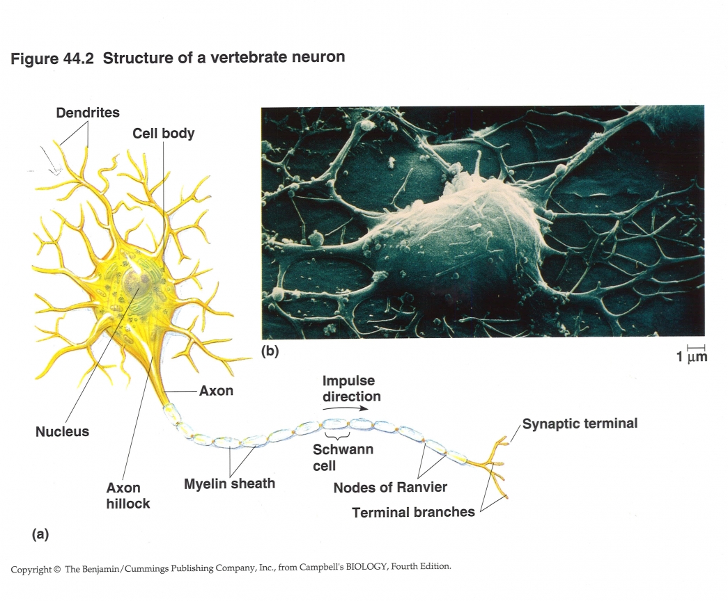 ebook immunological aspects