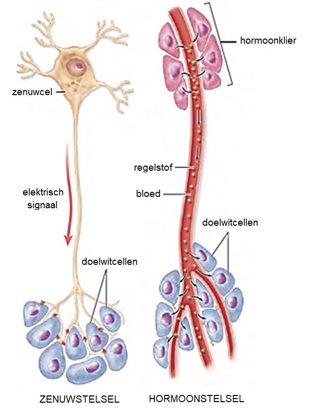 Biologie Voor Jou 3 VMBO-gt Thema 5 Regeling - Wikiwijs Maken