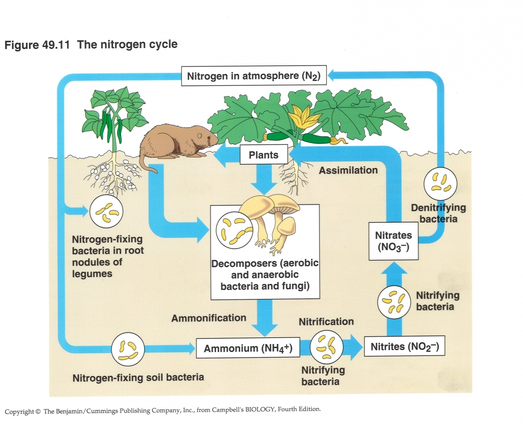 Удивительная азотфиксация. NFT картинки примеры. Infographic Plant ecosystem.