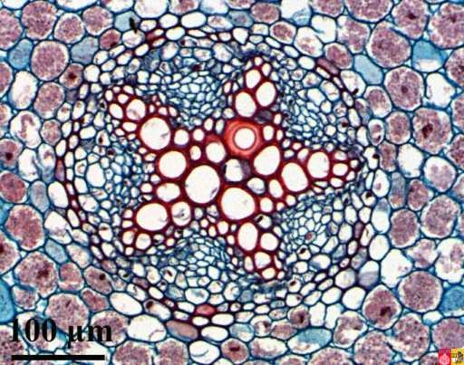 Bron: Radboud universiteit Nijmegen. Hier zie je de xyleem herkenbaar aan de x-vorm in het midden, dit kun je vinden in de wortel van een plant