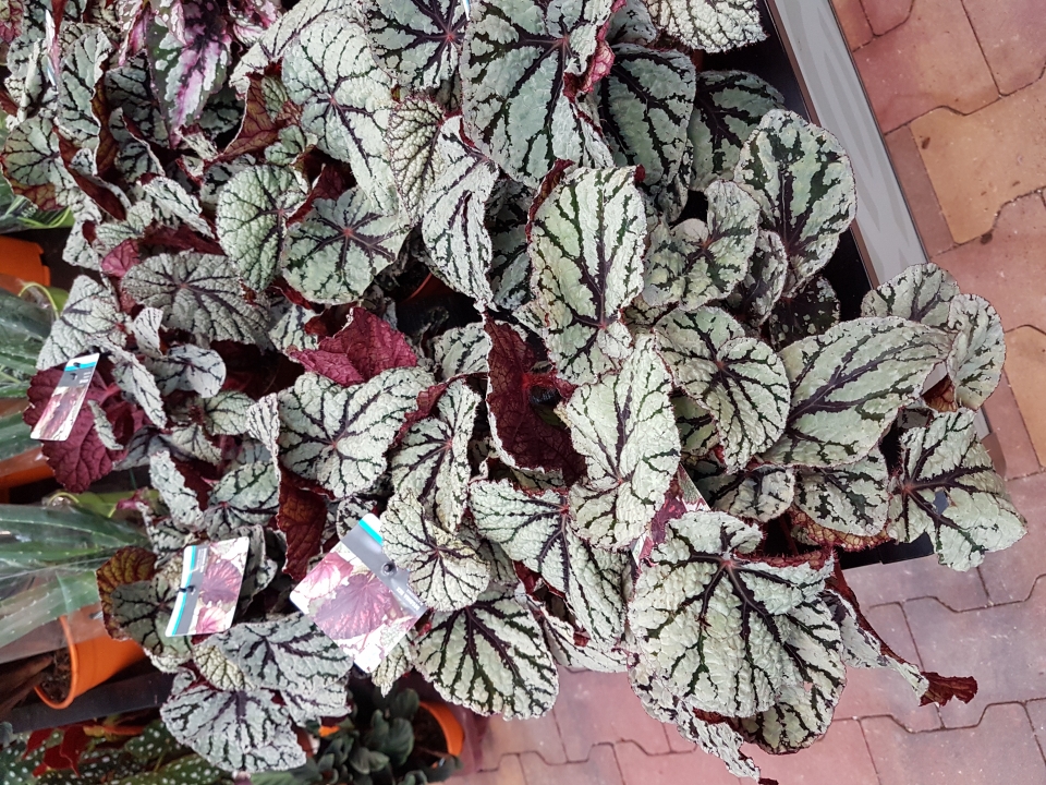 Begonia