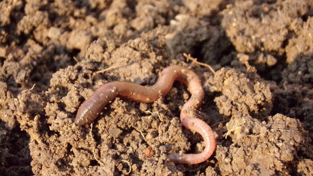 wormen ingezet om grond te beluchten