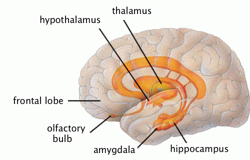 Thalamus, amygdala