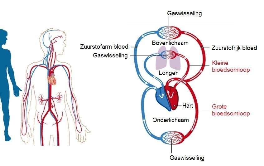 foto bloedsomloop