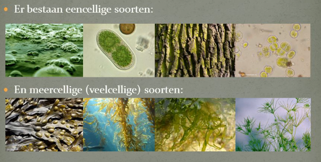 Eencellige en meercellige wieren (algen)
