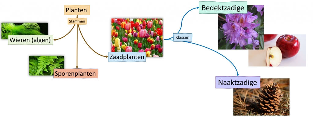 Klassen binnen de zaadplanten