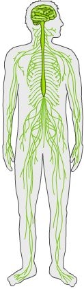 The central nervous system includes your brain and all your nerves.