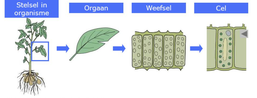 Van organisme naar orgaan, naar weefsel, naar cel