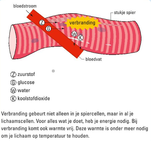 Afbeelding 2: verbranding in een spier