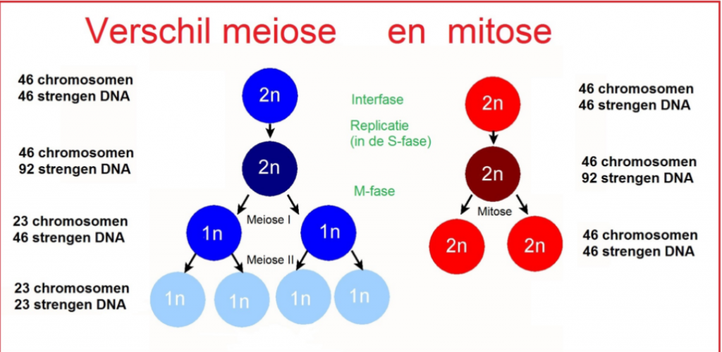 Meiose /Mitose