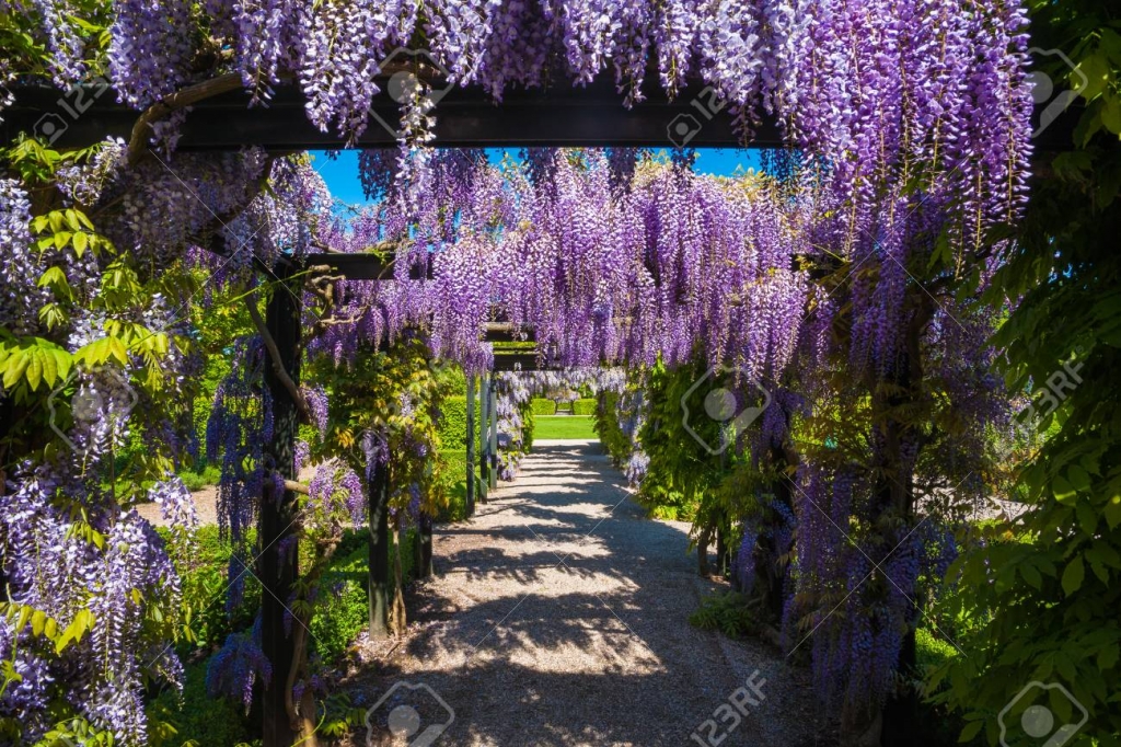 Wisteria sinensis