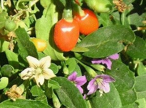 goji plant