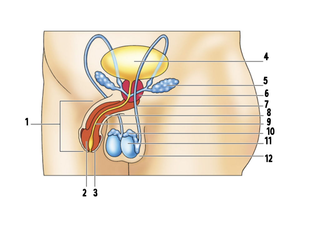 Het voortplantingsstelsel  van een man