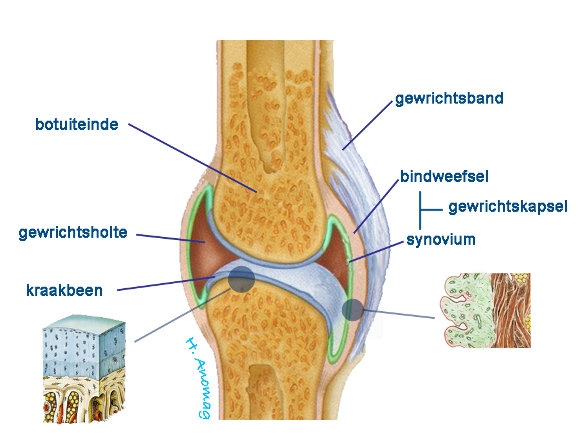 Voorbeeld gewricht. Bron:http://www.orthopedie-janpalfijn.be