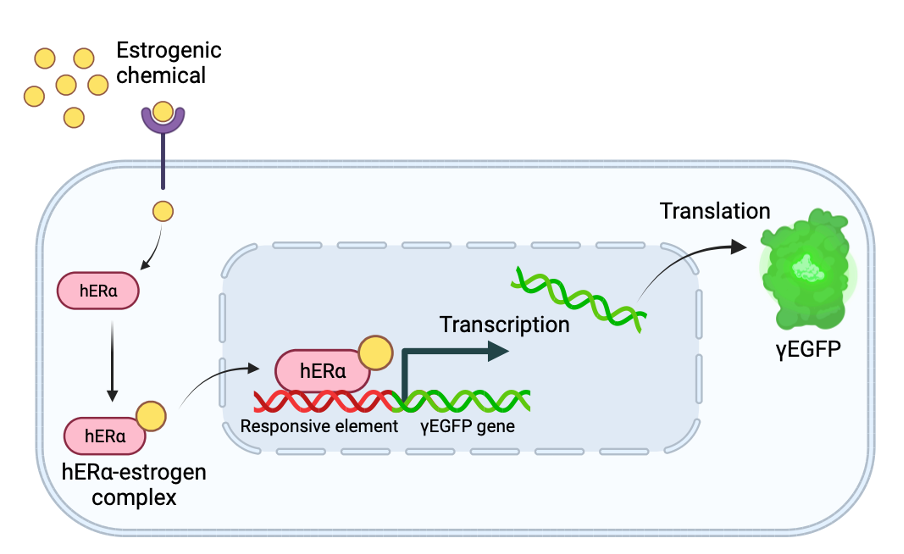 Figure 12.7  Principle of the RIKILT Estrogen Assay (REA), a reporter gene assay based on yeast cells responsive to estrogen receptor (ER) activation. Upon activation by estrogenic chemicals, the hERα-estrogen complex is translocated to the cell nucleus where they activate an estrogen responsive element in the promotor region of the reporter gene yEGFP. Consequent transcription and translation of this gene causes an increase in the yEGFP protein, which produces a green fluorescent (GFP) signal.