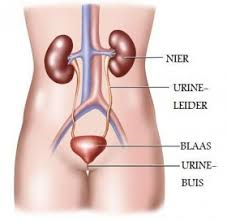 nieren en urinewegen, ligging