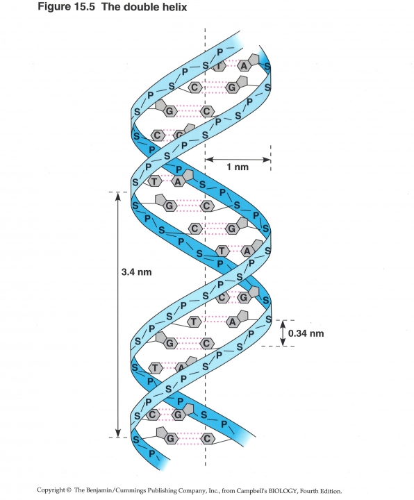 DNA, Dubbele helix