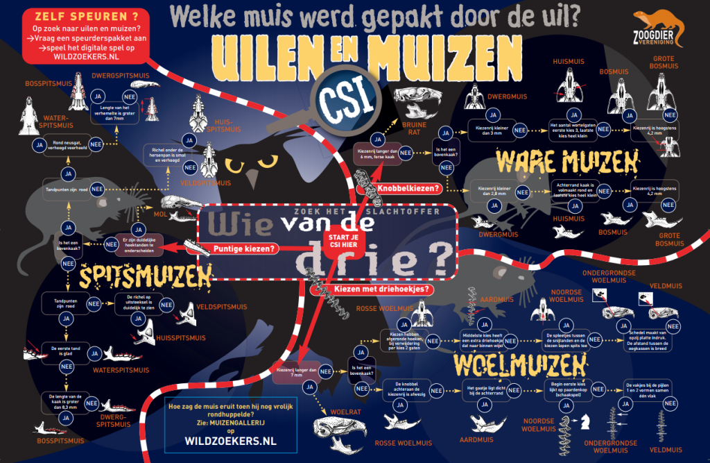 (Klik om te vergroten) Er zijn heel veel verschillende soorten muizen. Door naar de schedel te kijken kan je uitvinden welke soort je gevonden hebt. Lukt het de klas om alle soorten te vinden?