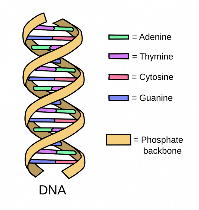 Afbeelding 1: Een schematische tekening van DNA