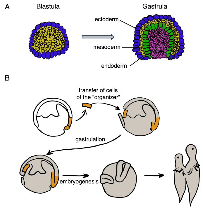 Figure 20.8 Amphibians make it possible to study embryogenesis outside the mother's body. (A) In the first stages of embryogenesis, the gastrula is formed, when cells from the so-called the organiser migrate inside the multicellular mass and form three germ layers. The ectoderm is in blue, endoderm in green and mesoderm is shown in yellow. (B) By transplanting the organiser (in orange) of one embryo into another embryo Spemann and Mangold demonstrated the existence of a substance that induces this stage of differentiation. A few years after their experiment, it became clear that this inducer is proteinaceous in nature and participates in gastrulation in other organisms. 