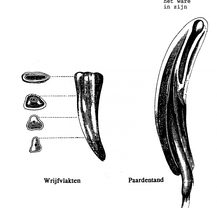 Wrijfvlakten paardentand