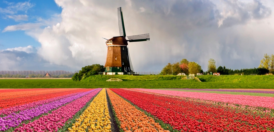 Voorbeeld van een tulpenveld.