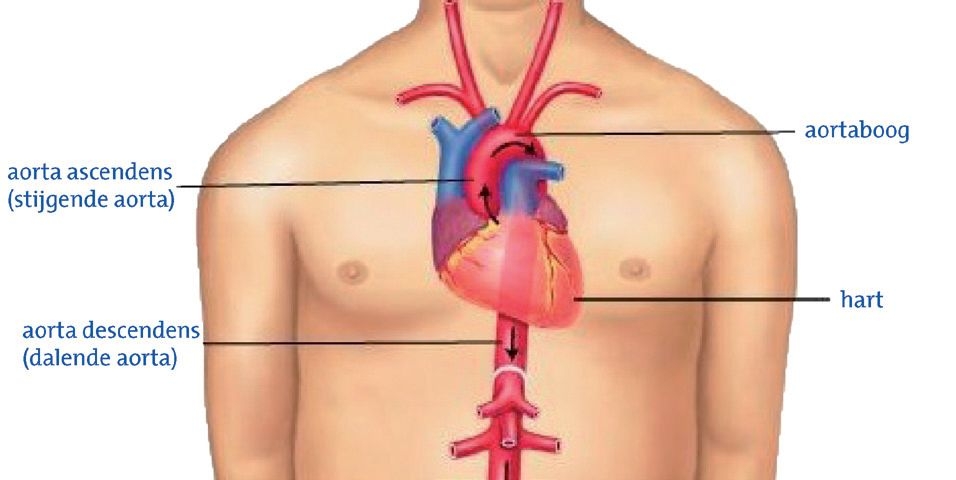 Afbeelding 13 - http://www.isala.nl/patienten/folders/5741-operatie-lichaamsslagader-aorta