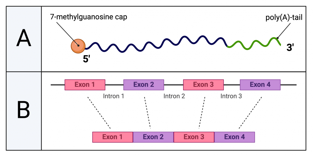 Figure 3.7 Editing of the primary transcript of eukaryotic cells. A. A cap and tail are added to the ends of the pre-mRNA (blue). B. Excision of introns occurs within the transcript. The resulting mRNA after editing contains only exons, a cap and a tail.