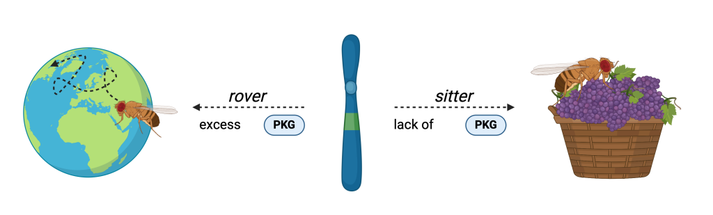 Figure 13.2 Different foraging behaviours of the fruit fly Drosophila melanogaster. Mutations in the gene encoding protein kinase G (PKG) cause differences in the production of this enzyme. With an excess of PKG, flies exhibit a rover phenotype, meaning they cover greater distances during foraging. Conversely, the sitter phenotype is manifested by limited movement.