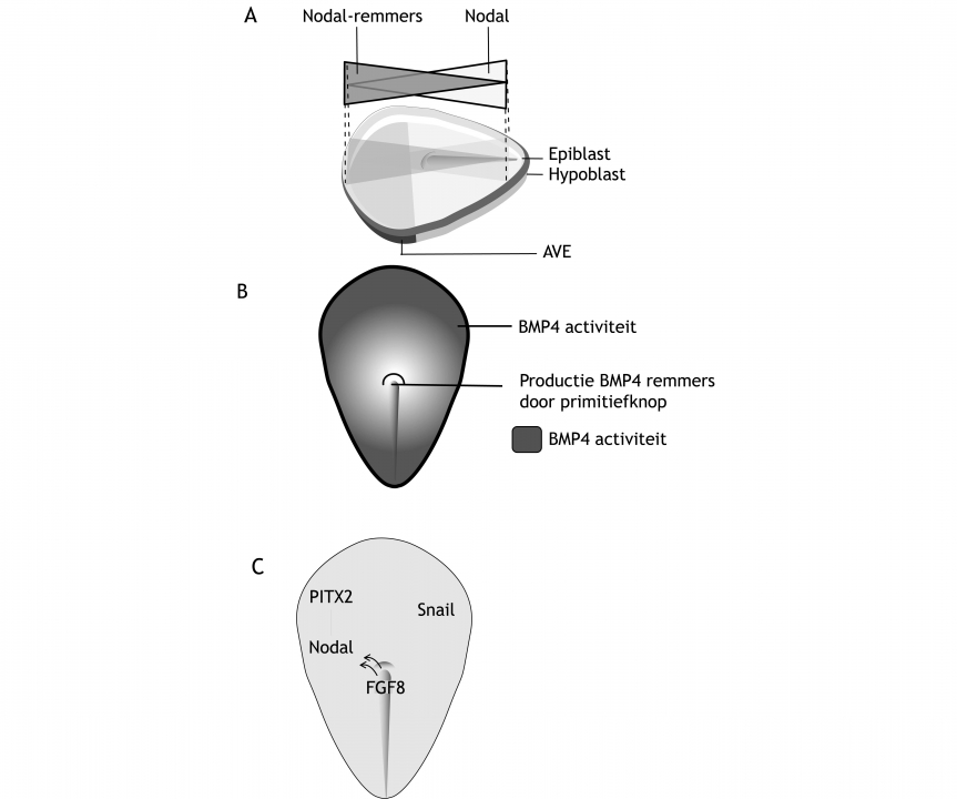 Figuur 5.3 Bepaling van de lichaamassen. Dorsaal aanzicht van gastrulerende embryo’s. Craniaal aan de linker zijde in (A) en aan de bovenzijde in (B) en (C); caudaal aan de rechterzijde in (A) en aan de onderzijde in (B) en (C). (A) Bij de bepaling van de anteriore-posteriore as speelt de concentratie van Nodal een belangrijke rol. Deze paracriene factor wordt geproduceerd in de primitiefknop. Tegelijkertijd worden er Nodal remmers (Lefty1, DKK1 en Cerberus) afgegeven door het anteriore viscerale endoderm (AVE) dat is gespecificeerd door GATA6. Een lage concentratie van Nodal activiteit bepaalt de locatie van het hoofd, een hoge concentratie de locatie van de romp. (B) Dorsale-ventrale specificatie van het mesoderm wordt gereguleerd door de aan- of afwezigheid van BMP4 activiteit. Dichtbij de primitief knop wordt BMP4 geremd (door Noggin, Follistatin en Chordin) en krijgt het mesoderm een dorsaal karakter, verder weg van de primitief knop is de concentratie van de remmers te laag en zal BMP4 het mesoderm differentiëren tot intermediair en lateraal mesoderm. (C) De links-rechts as is bepaald met het ontstaan van de twee andere assen. De verdere L-R ontwikkeling verloopt voor een aantal organen echter niet symmetrisch. Deze links-rechts asymmetrie wordt bewerkstelligd door de ophoping van specifieke paracriene factoren en transcriptiefactoren aan de linkerkant, zoals Nodal, Lefty2 en PITX2. Rechts is de transcriptiefactor Snail unilateraal actief. Linksdraaiende trilharen op de primitiefknop (aangegeven met pijlen) zorgen voor afgifte van FGF8 aan de linkerkant van het embryo, wat vervolgens de expressie van Nodal, Lefty2 en PITX2 aan de linkerkant verhoogt. Een alternatieve theorie stelt dat de links-gerichte stroom wordt gedetecteerd door een calcium kanaal en dat calcium verhoging aan de linkerkant vervolgens leidt tot asymmetrische expressie van Nodal pathway genen.