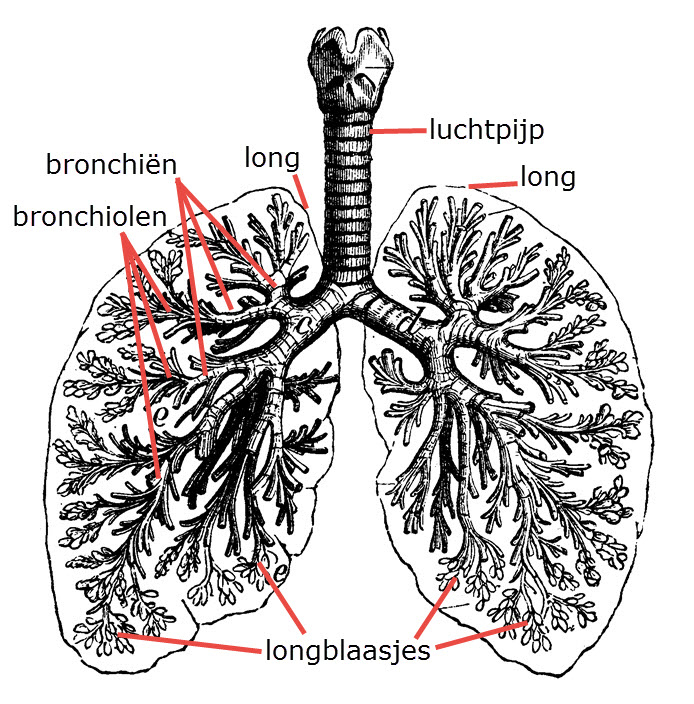 Bron: https://kindergeneeskunde.slingeland.nl/kenniscentrum/Ziekte-Aandoening/Longen-en-luchtwegen/Bronchiolitis/1464/1465/1533