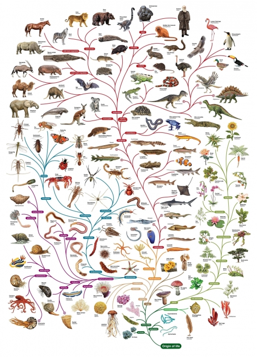 Deze afbeelding laat mooi zien hoe ze met de evolutie denken dat alle soorten die we nu kennen zijn ontstaan. Lang niet alle soorten staan hier op, maar als je bij the origin of life (het begin van het leven) begint en je gaat steeds verder naar boven, dan zie je wel alle vertakkingen die er volgens macro-evolutie hebben plaatsgevonden.