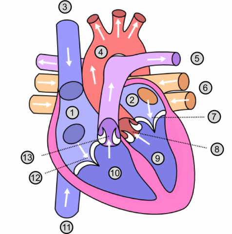 Dwarsdoorsnede schematisch hart