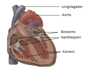 Opbouw van het hart