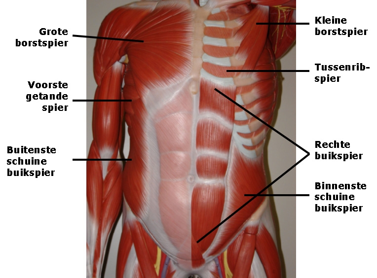 Spieren die organen beschermen in de buikholte