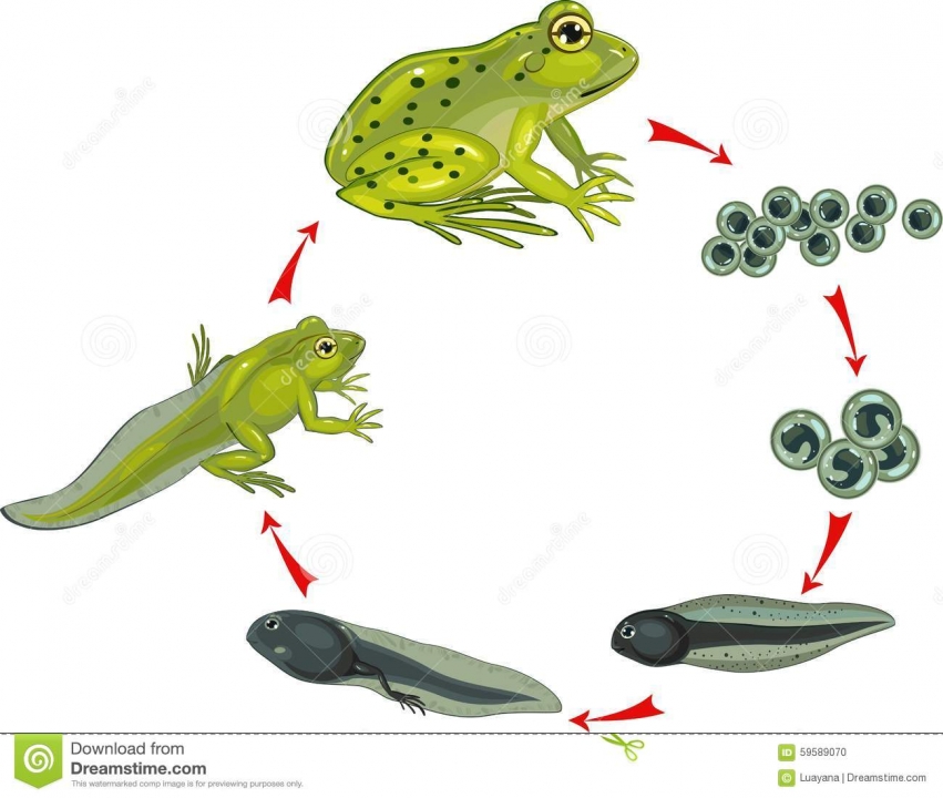 Levenscyclus van een kikker