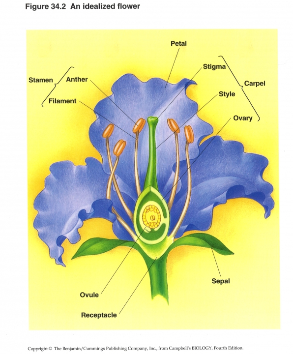 anatomie van een bloem