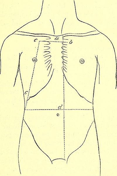 Afbeelding 11: ligging van de organen