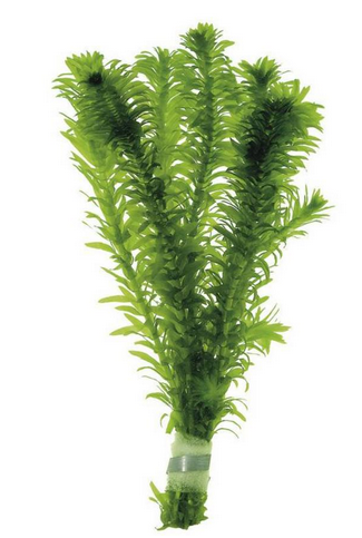 Elodea