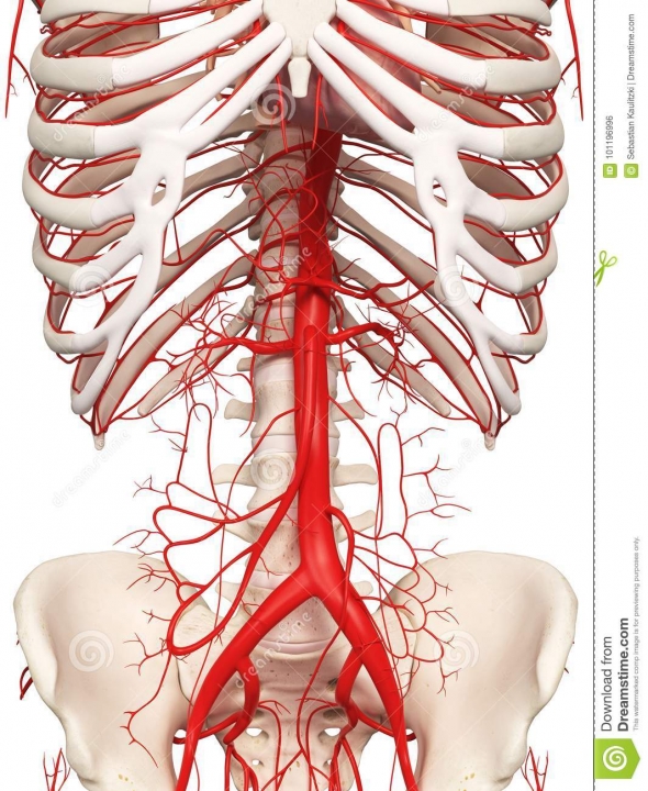 Aorta