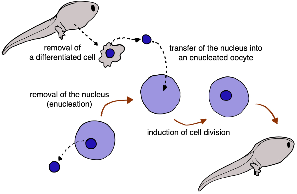 Figure 20.9 The possibility of reprogramming the nucleus of a body (somatic) cell was first demonstrated in amphibians. The nucleus of a body cell of a tree frog was introduced into the egg (purple) without a nucleus (enucleated egg), which, after stimulation of division, gave rise to a frog with the same genetic information (the so-called clone).