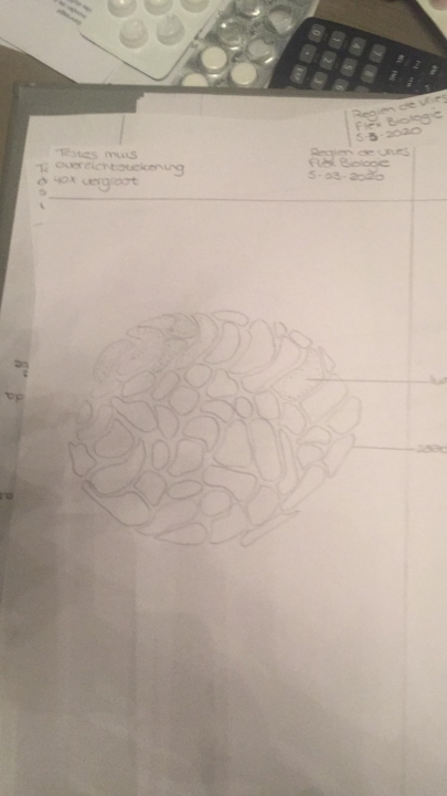 tekening testis muis 40x