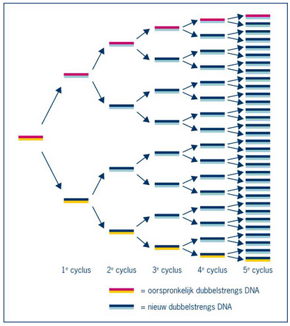 Figuur 9: principe van PCR (bron: NLT module)