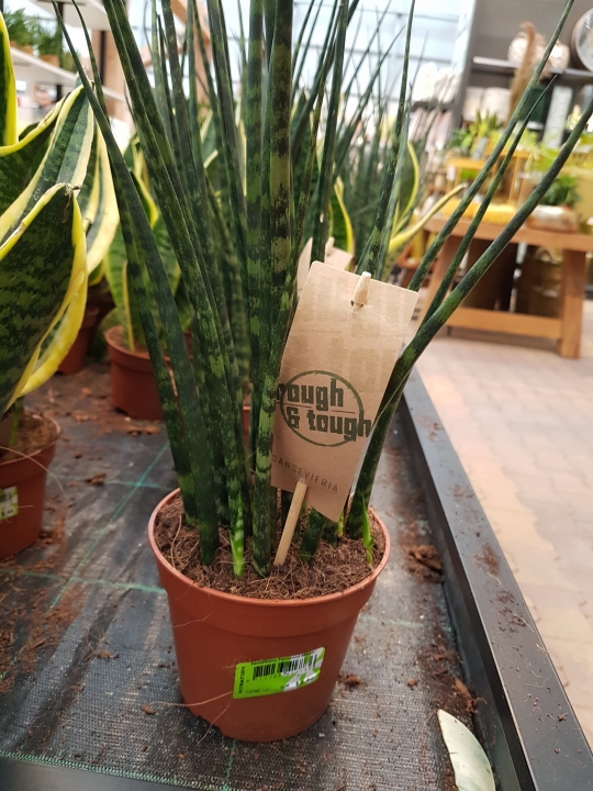 Sansevieria 'mikado'